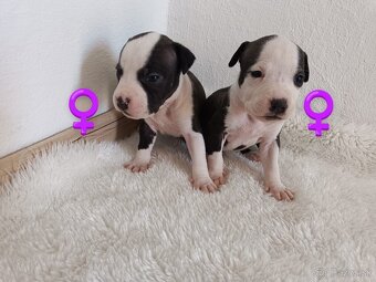 Ponúkam čistokrvné šteniatka – American Staffordshire Terrie - 3