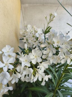 Oleander - 3