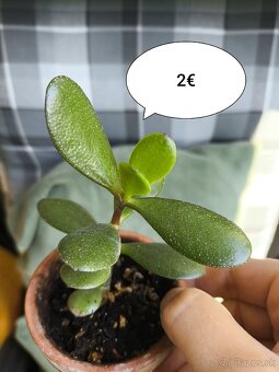 Rastlinky, letniace sa vonku - 3