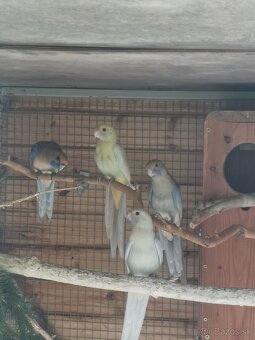 Rozela penantová, penant - 3