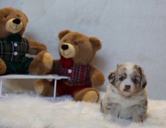 Miniatúrny americký ovčiak - 3