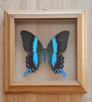 Zbierka motýľov v rámikoch - 3