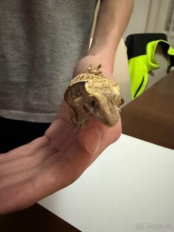 Pagekon riasnatý - 3