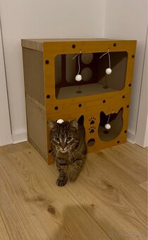 Darujem ÚŽASNÚ mačku s PRÍSLUŠENSTVOM - 3