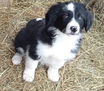 Šteniatka Border kolia - 3