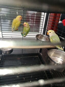 Agapornis ružovohrdlý 2026 - 3