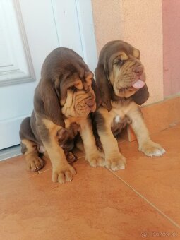 Bloodhound - 3