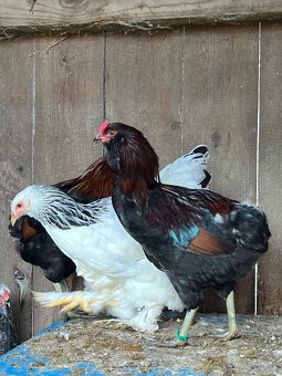 Araucana - 3
