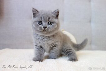 Britské mačiatka s PP ♥ - 3