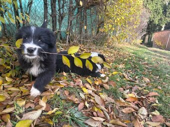 Predám šteniatka – mix border kólie - 3