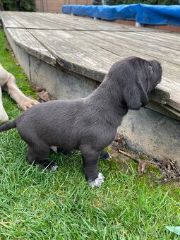 šteniatka od weimara - 3