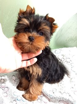 Yorkshire terrier, York psíkovia s PP (rodokmeňom) - 3