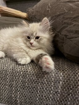 Nevská maškaráda - sibírska mačka - 3