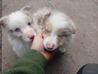 Border kolia,collia - 3