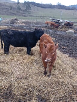 Predám Kravy , telata - 3