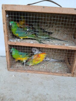 Predám papagáje spevave - 3
