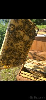 Predám včely s úľmi aj celou výbavou - 3