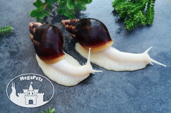 Africké slimáky Lissachatina fulica / Terárium gekón škrečka - 3