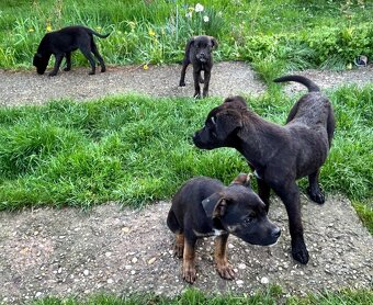 Cane Corso - 3