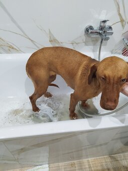 Maďarska Vizsla ( Vyžla ) Fenka - 3