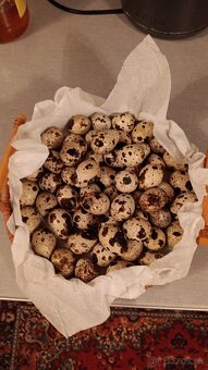 prepeličie vajička - 3