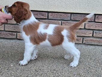 Welsh Springer Spaniel - šteniatka - 3