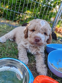 Lagotto romagnolo s PP - italský vodní pes - 3