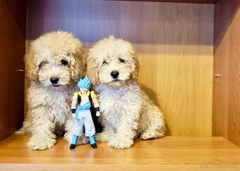 Toy pudel - Aprikot - 3