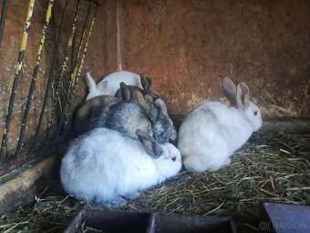 Zdrobnele kralik - 3