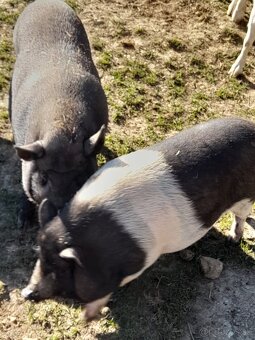 Predam prasiatka - 3