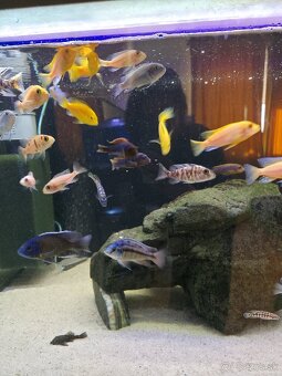 Africké cichlidy - 3