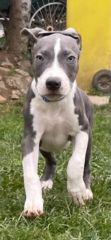 Americky stafordširsky terier - 3