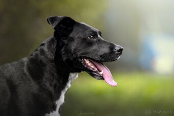 Darujem rodiného psa Danteho - mix labrador / doga - 3