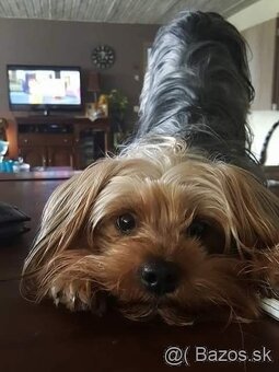 Yorksir teriér šteniatka - 3