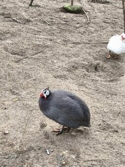 Perlička(samec) kohút - 3