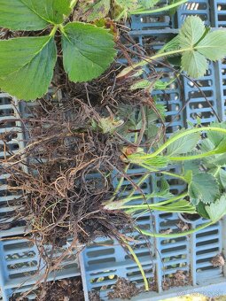 Jahody sadenice 0,50€ - 3