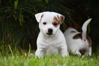 Jack Russell Terrier stenatka s PP - 3