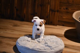 Jack Russell Terrier stenatka s PP - 3