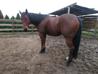AQH valach - 3