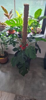 Monstera pertusum - 3