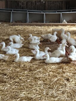 Farma Turá predáva za akciové ceny kačky , husokačice a husy - 3