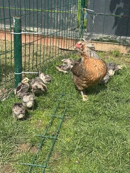 Araucana striebornokrka - 3