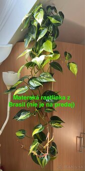 Rastlinky - 3