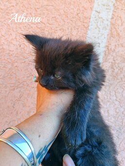 Mainska myvalia mačka - mačiatka Maine coon - 3