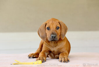 Rhodesian Ridgeback šteniatka s PP IHNEĎ K ODBERU - 3