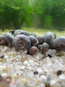 Slimák | Kotuľka | Planorbella Duryi Duryi - 3