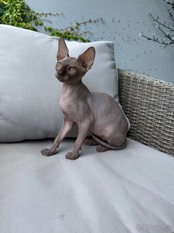 Mačička Sphynx - 3