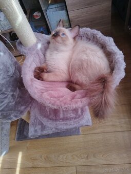 Ragdoll mačička - 3