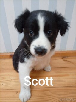 Border kolia šteniatka - 3