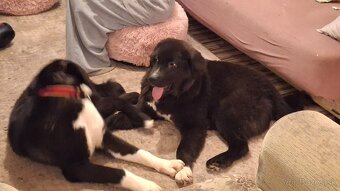 Stredoazijsky ovčiak - 3